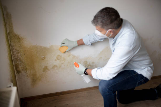 Best Comprehensive Air Testing for Mold Contaminants  in Antwerp, OH